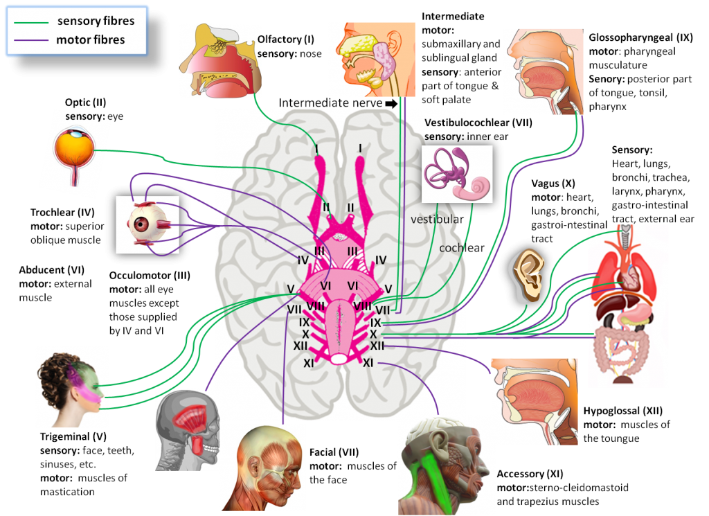 nerves-of-the-brain-andrea-urist